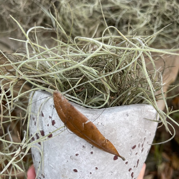 🌍5 lbs. real Air Plants OrganicReal  Live Spanish Moss Extra Long Rare C… - Picture 7 of 17